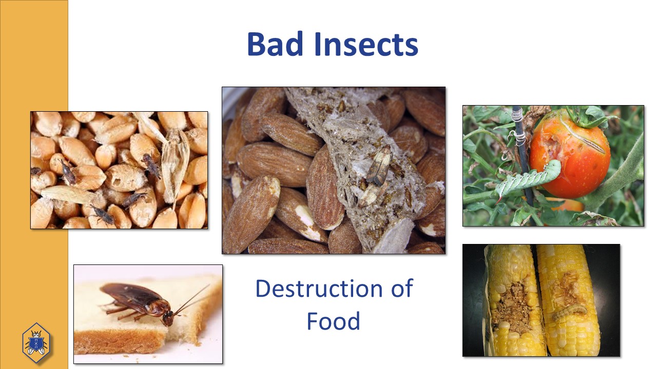 Bad Bugs